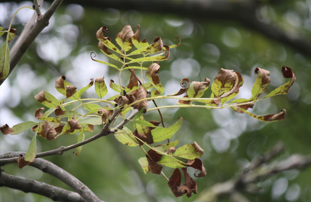 Ash Dieback Leaves Brown