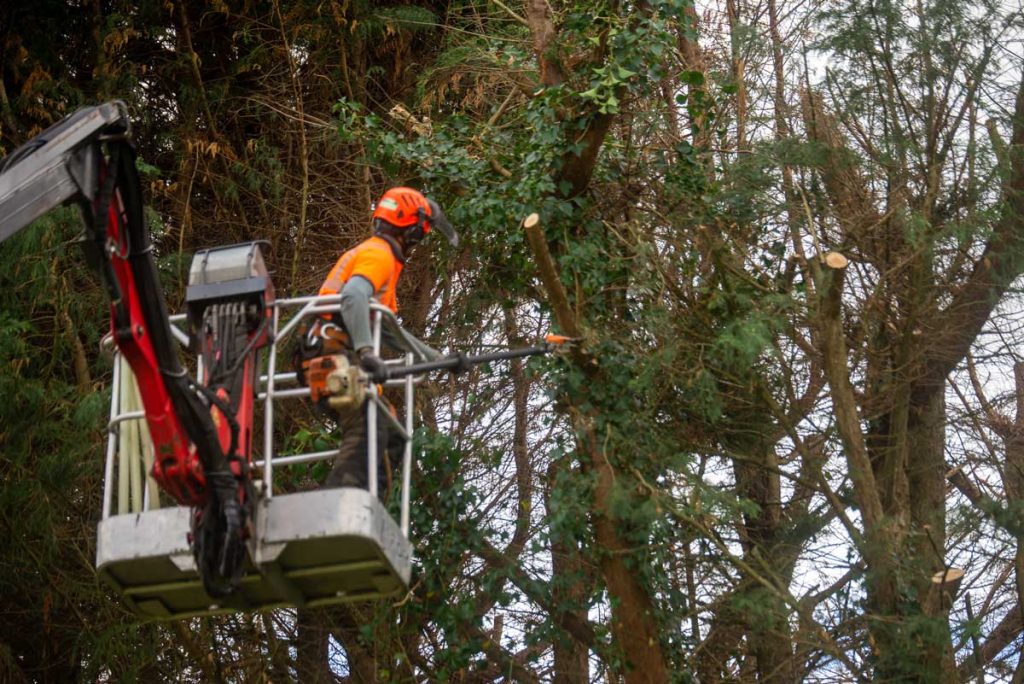 Residential Tree Care