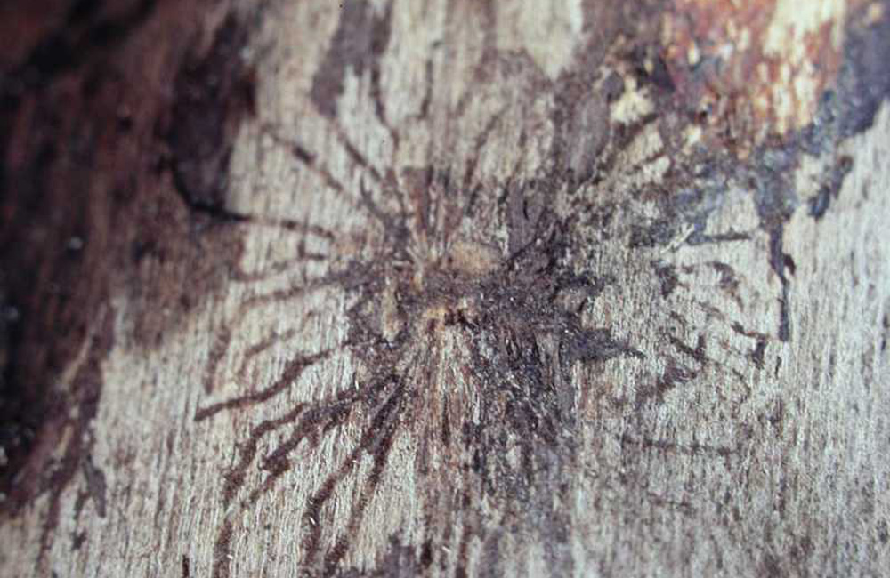 Dutch Elm Disease