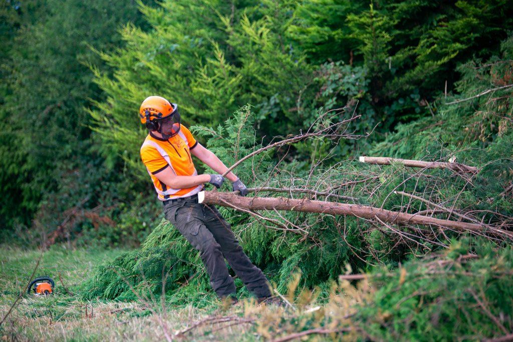 Domestic Tree Care - Parklawn Tree Services