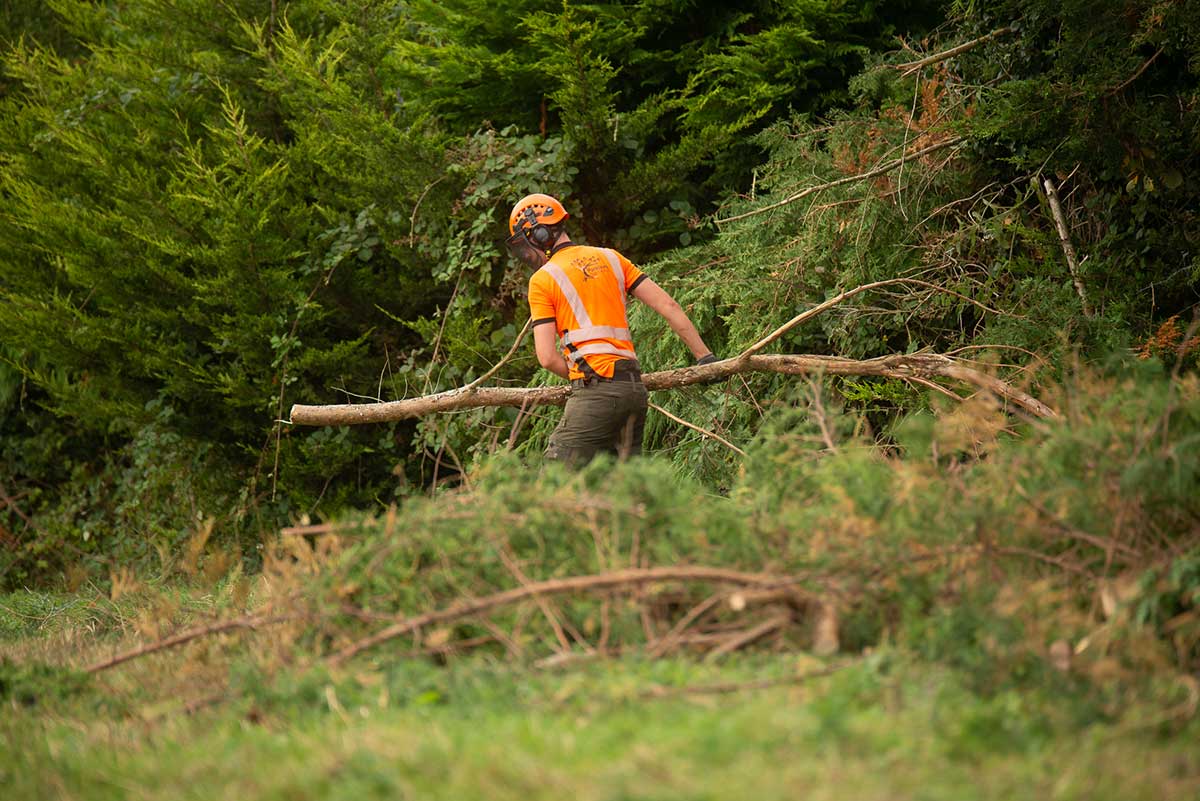 Tree Removal - Parklawn Tree Services