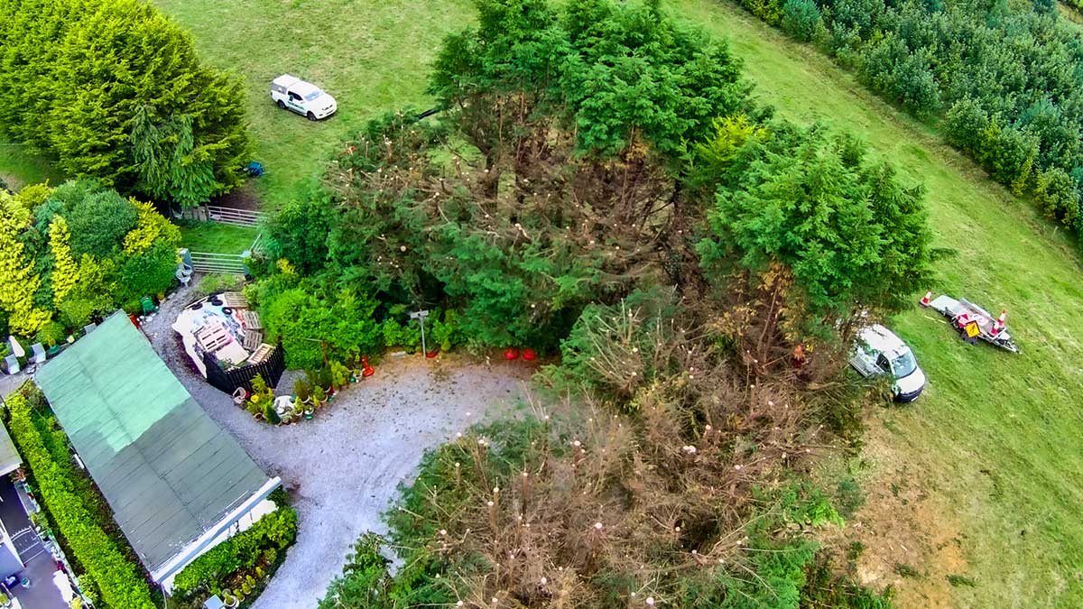 Tree Shaping and Pruning on residential property in Roscommon