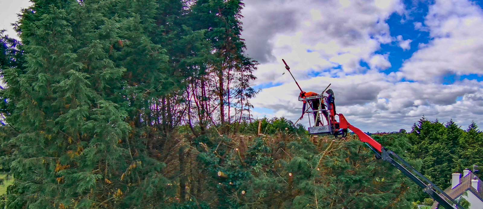 Tree Pruning & Shaping - Parklawn Tree Services